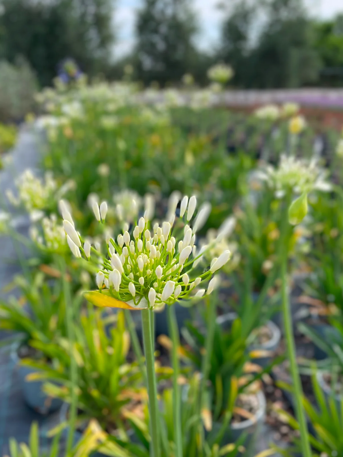 agapanthus: eleganza verticale e fioritura senza tempo in dettaglio