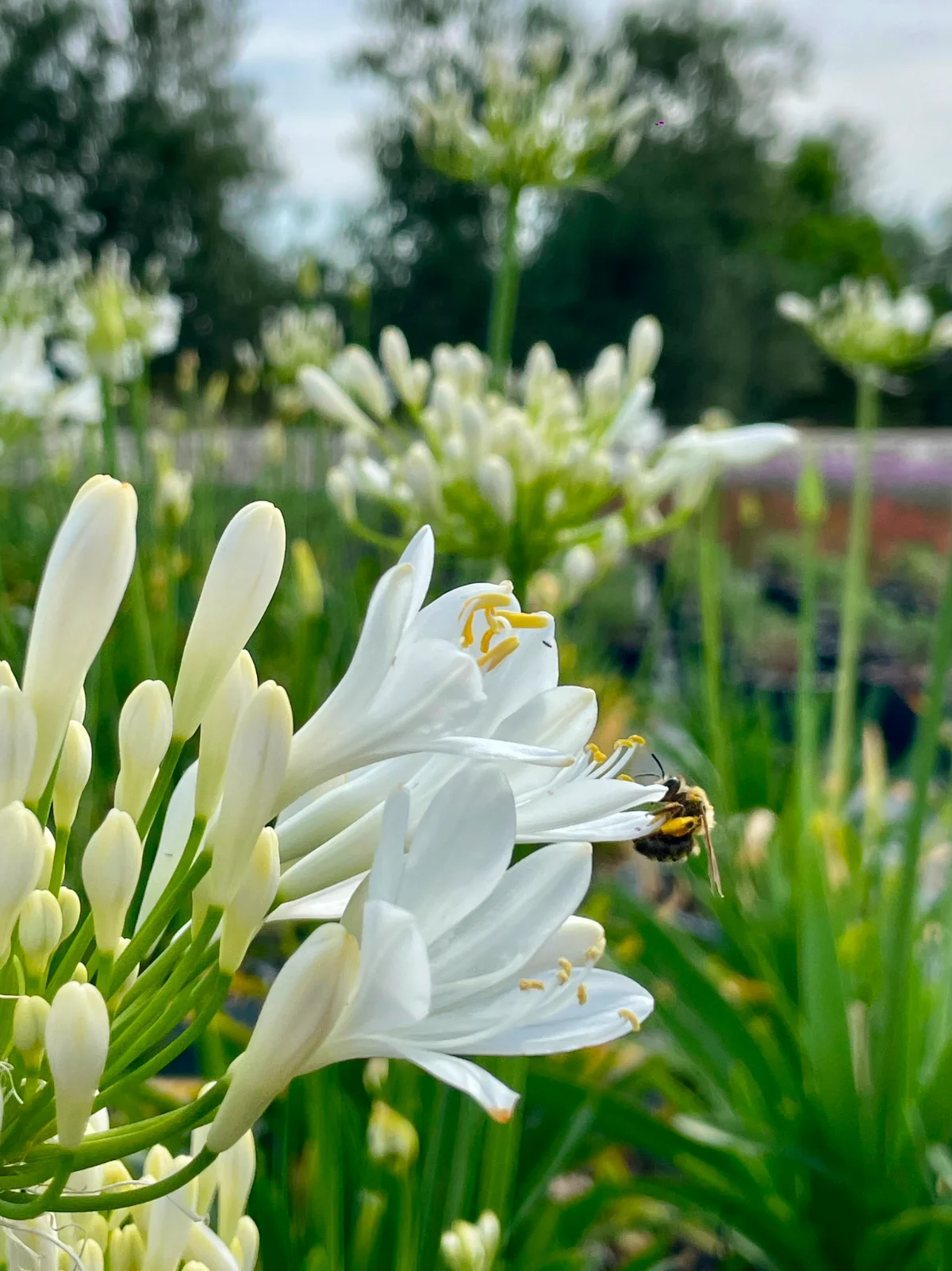 agapanthus: eleganza verticale e fioritura senza tempo - vista ravvicinata