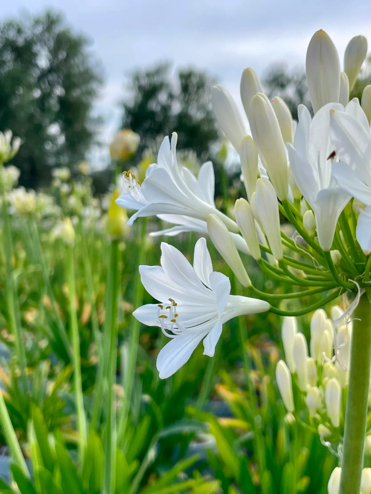 Esempio di agapanthus: eleganza verticale e fioritura senza tempo