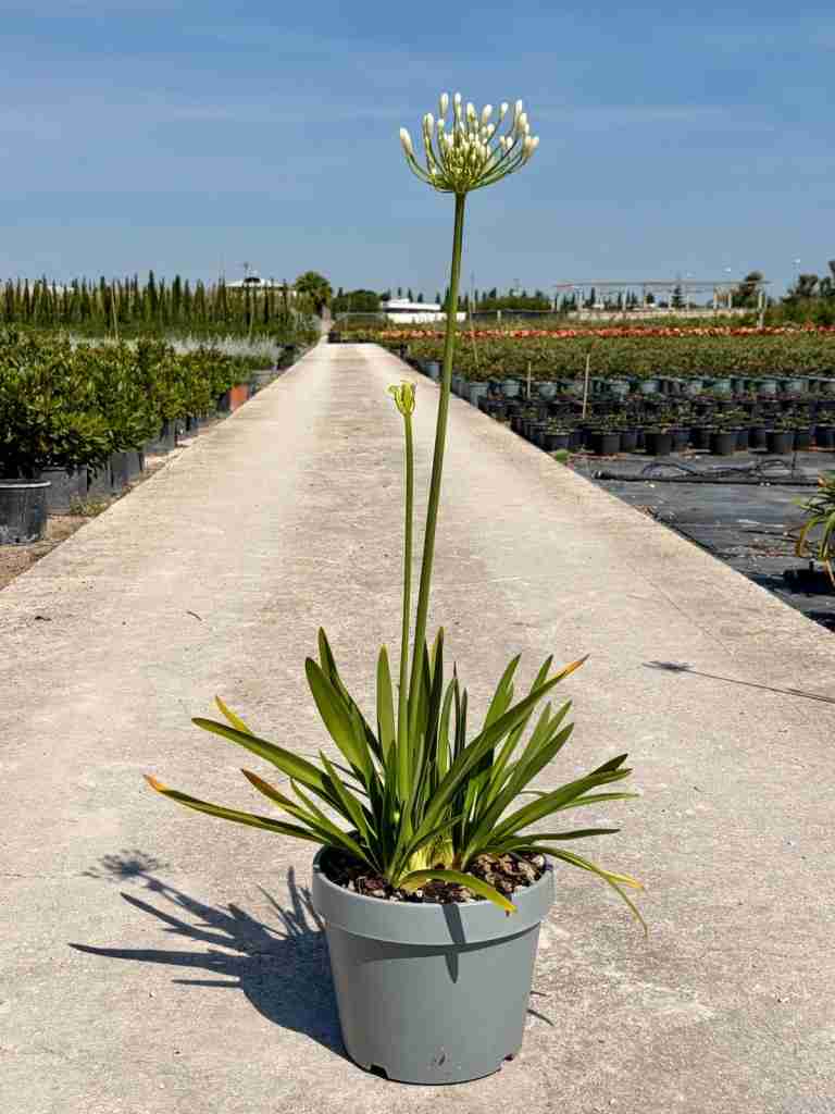 agapanthus: eleganza verticale e fioritura senza tempo - panoramica