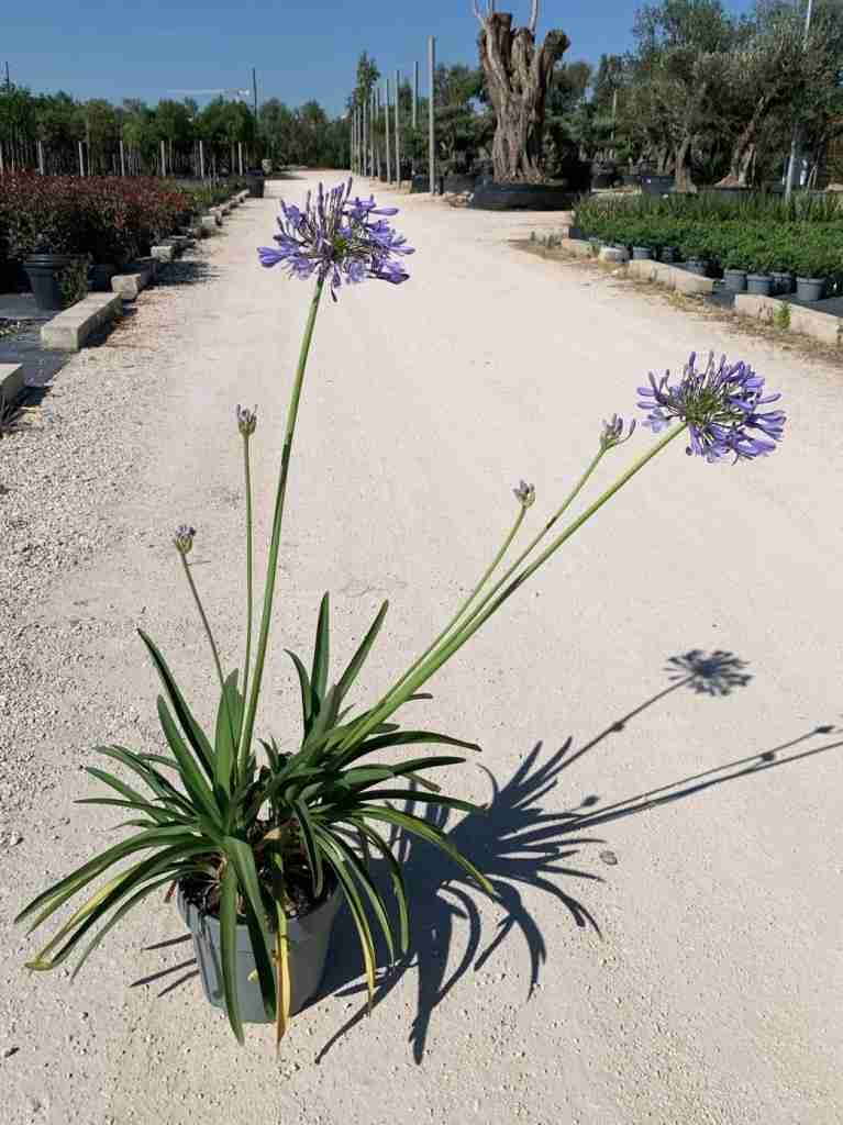 agapanthus: eleganza verticale e fioritura senza tempo - immagine 7 di 9