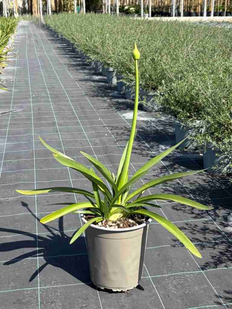agapanthus: eleganza verticale e fioritura senza tempo - immagine 8 di 9