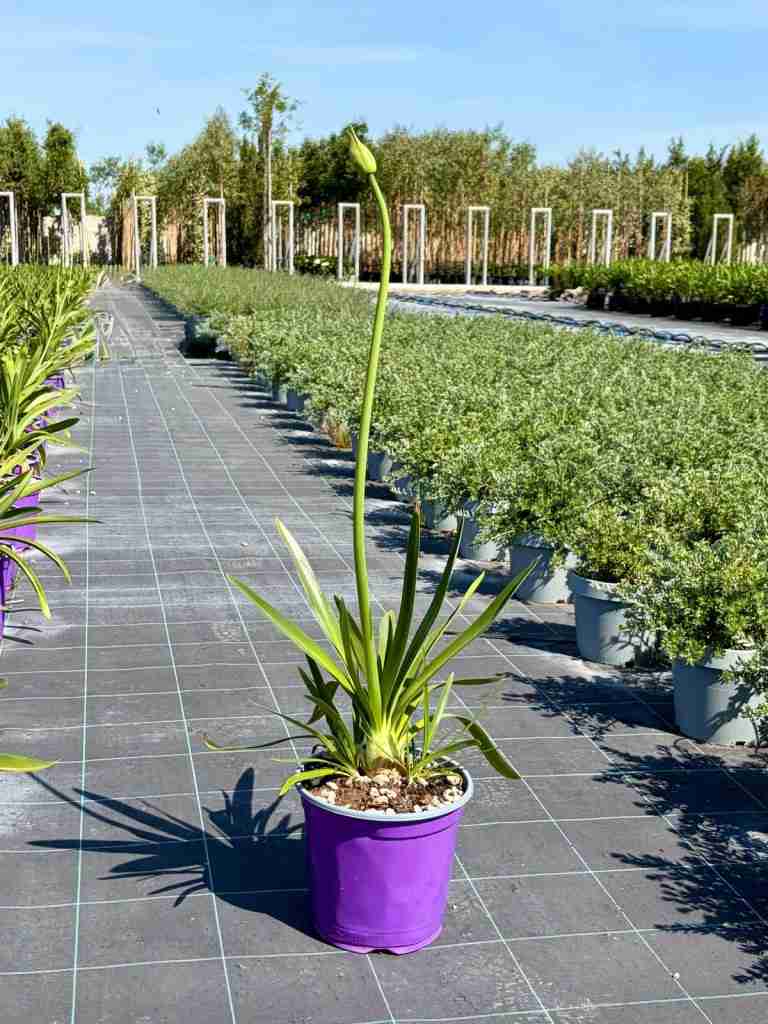 agapanthus: eleganza verticale e fioritura senza tempo - immagine 9 di 9