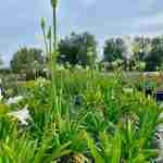 Agapanthus: eleganza verticale e fioritura senza tempo
