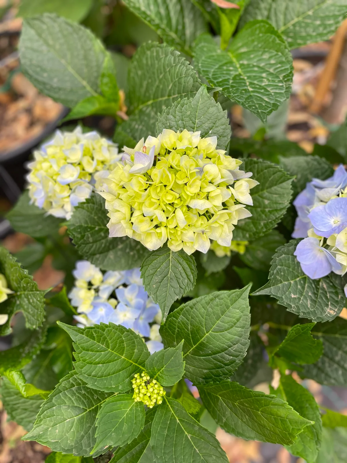 hydrangea (ortensia): la protagonista del giardino estivo