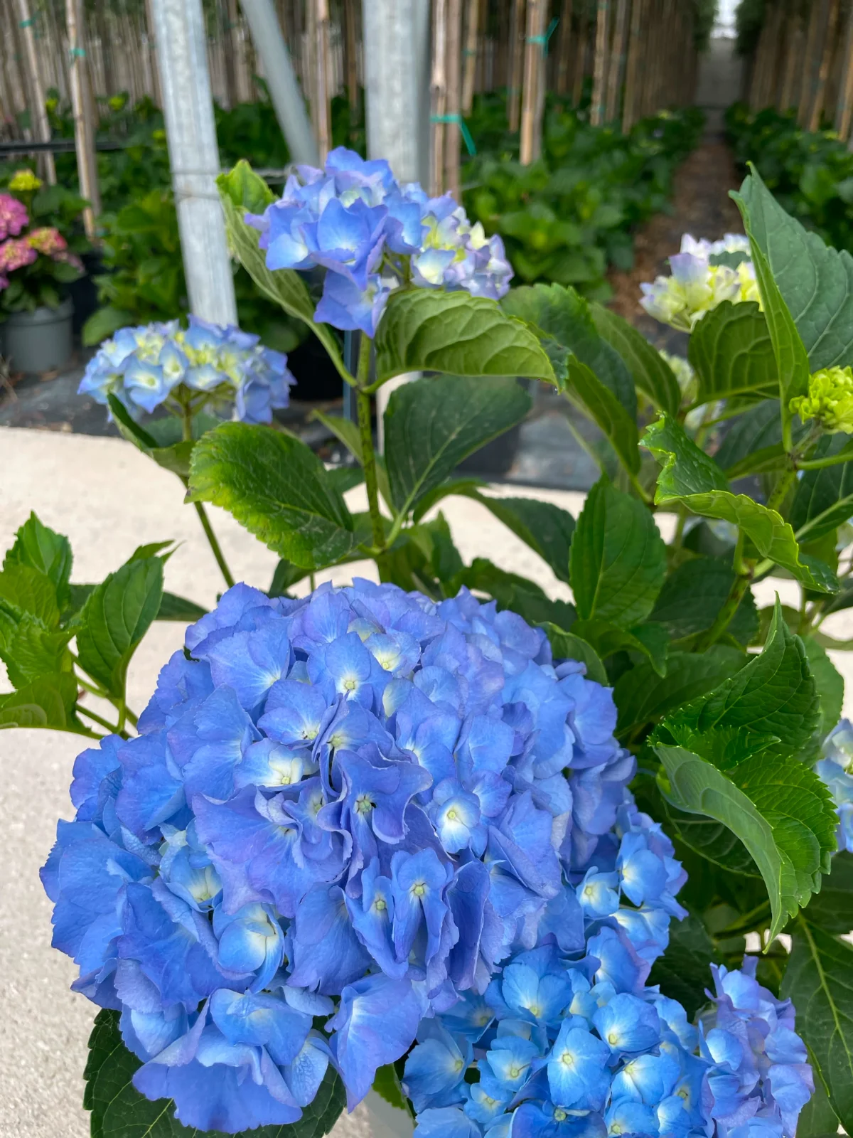 hydrangea (ortensia): la protagonista del giardino estivo in dettaglio