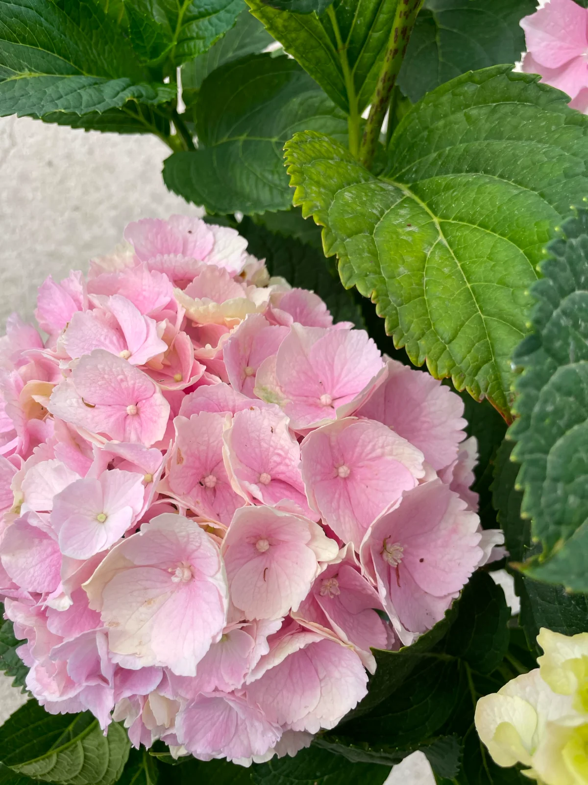 Galleria hydrangea (ortensia): la protagonista del giardino estivo