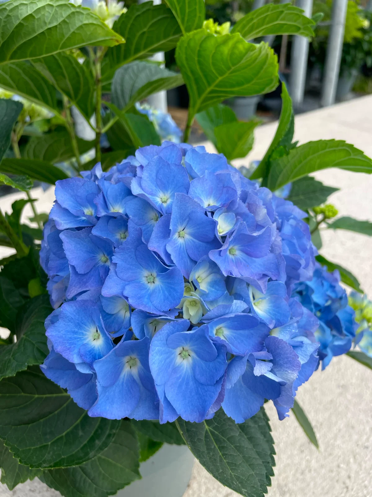 hydrangea (ortensia): la protagonista del giardino estivo - vista ravvicinata