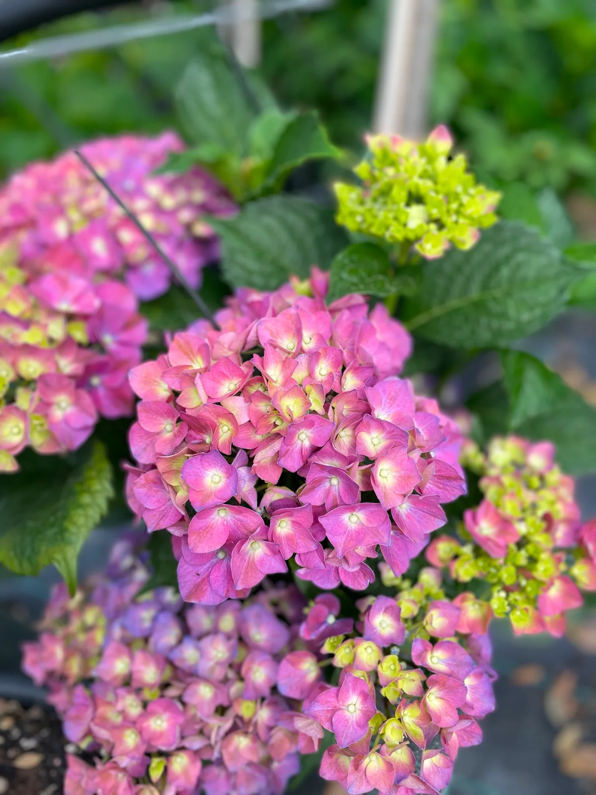 Esempio di hydrangea (ortensia): la protagonista del giardino estivo