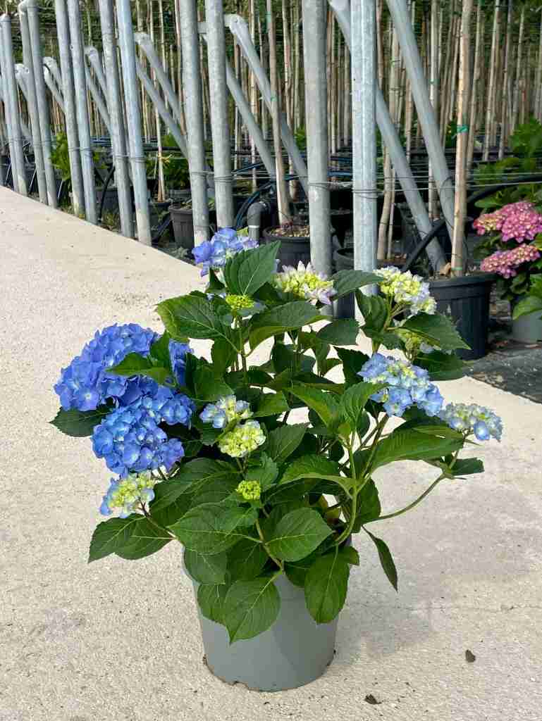 hydrangea (ortensia): la protagonista del giardino estivo - panoramica