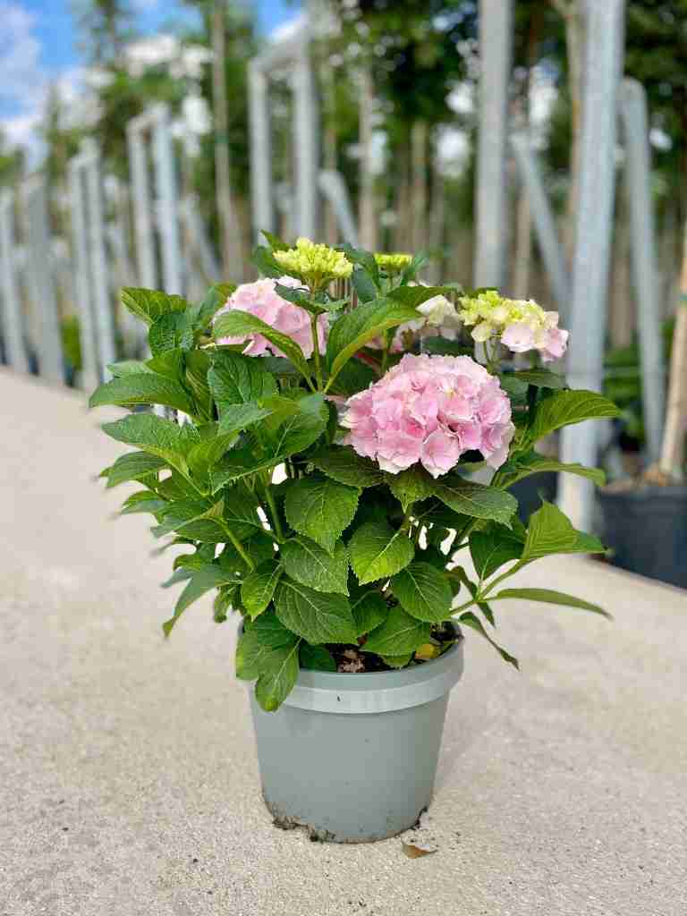 hydrangea (ortensia): la protagonista del giardino estivo - immagine 7 di 8