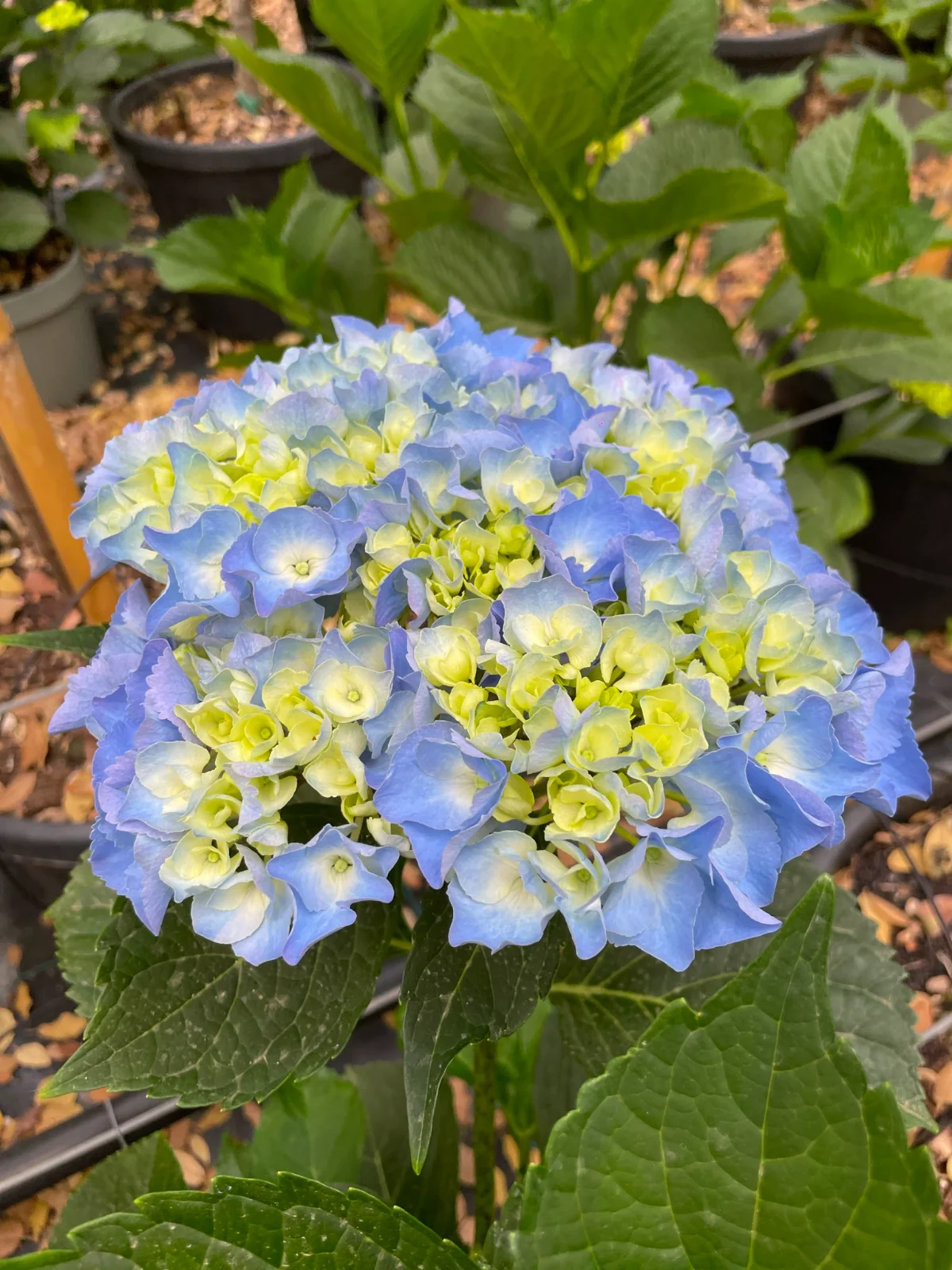 hydrangea (ortensia): la protagonista del giardino estivo - immagine 8 di 8