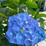 Hydrangea (Ortensia): la protagonista del giardino estivo