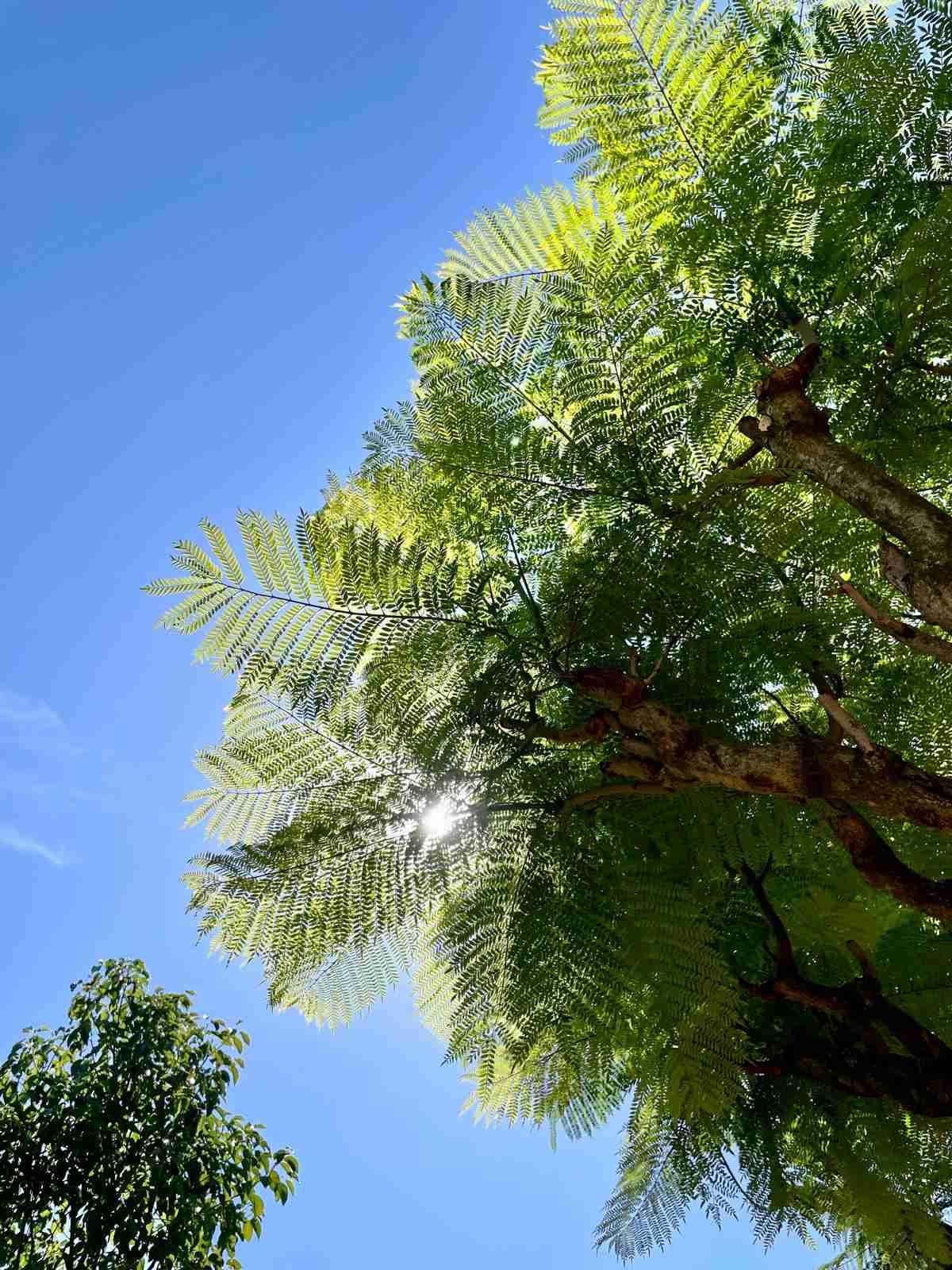 jacaranda mimosifolia
