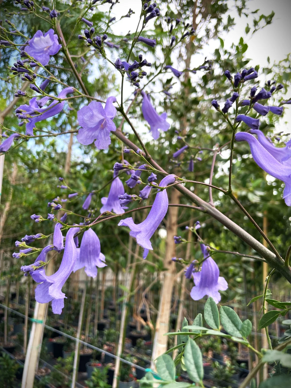 jacaranda mimosifolia in dettaglio