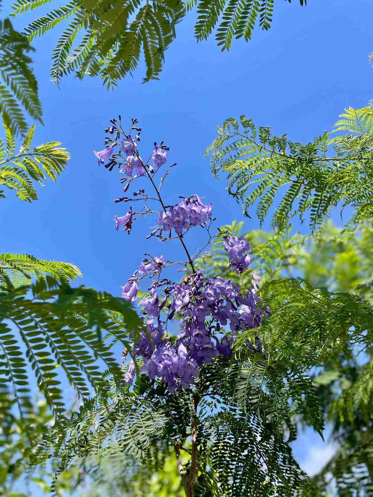 Galleria jacaranda mimosifolia