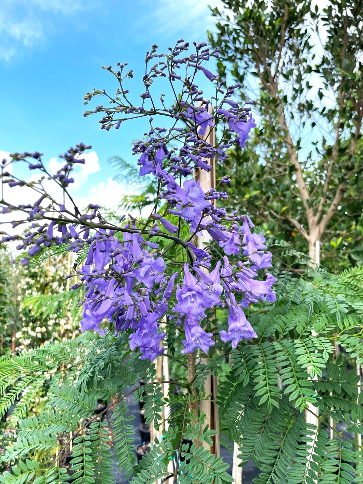 jacaranda mimosifolia - vista ravvicinata