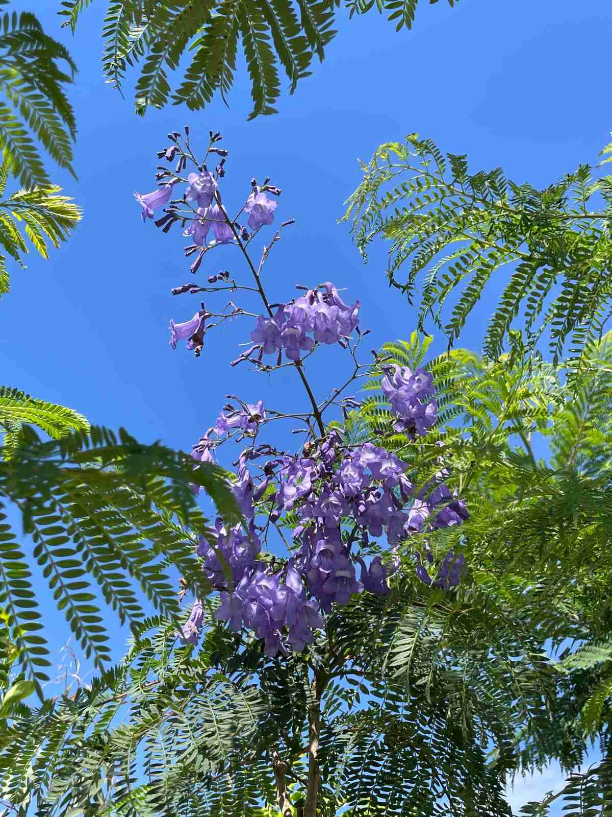 Esempio di jacaranda mimosifolia
