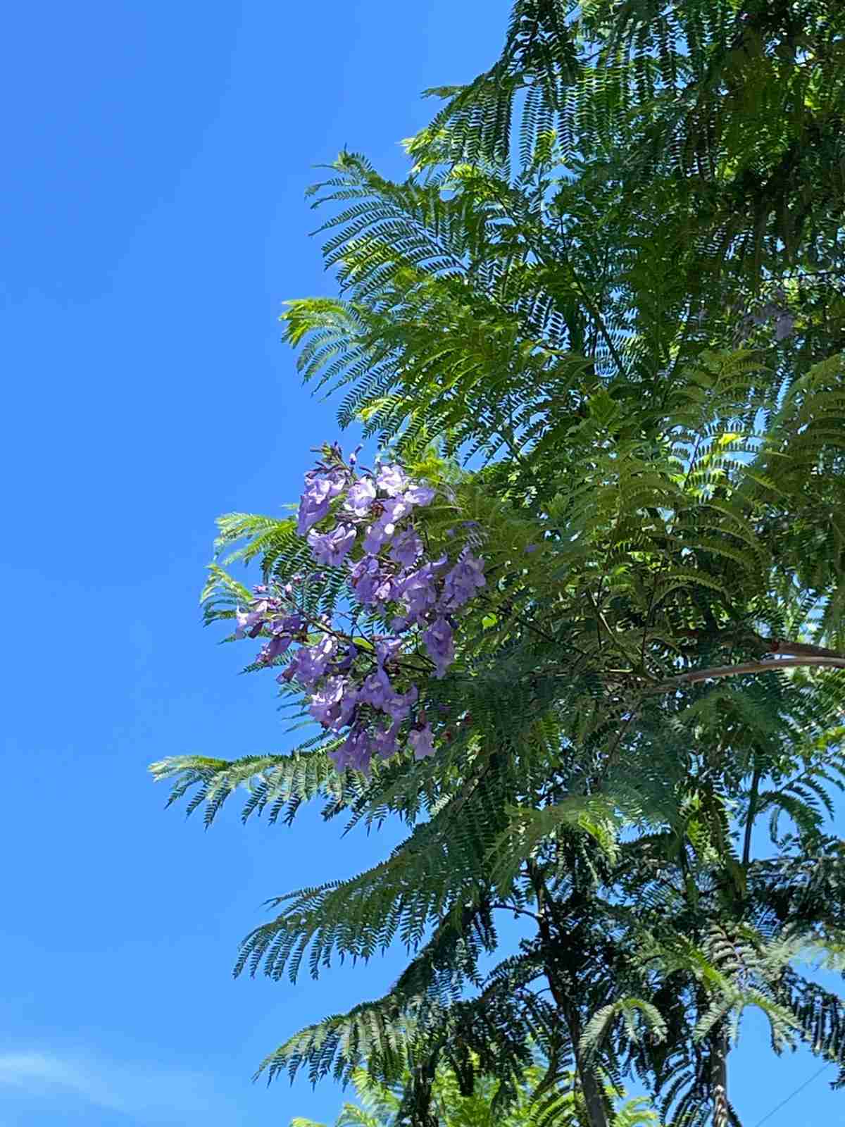 jacaranda mimosifolia - panoramica