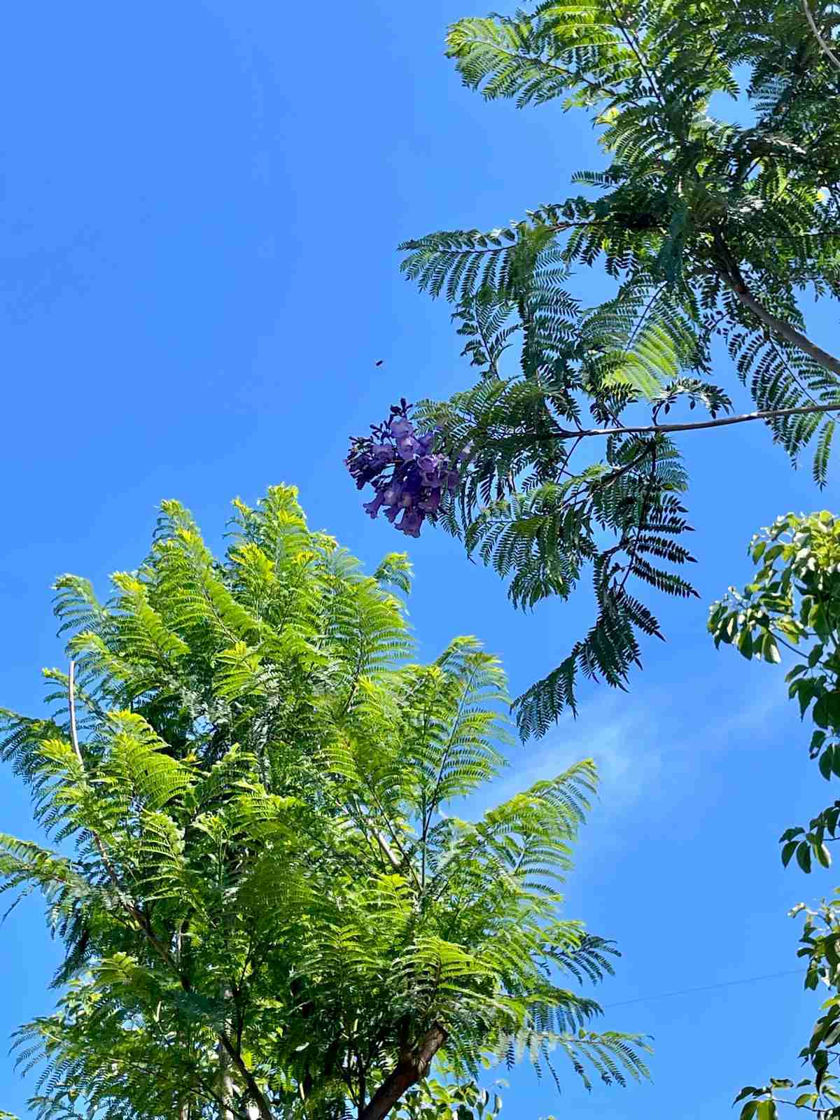 jacaranda mimosifolia - immagine 8 di 9