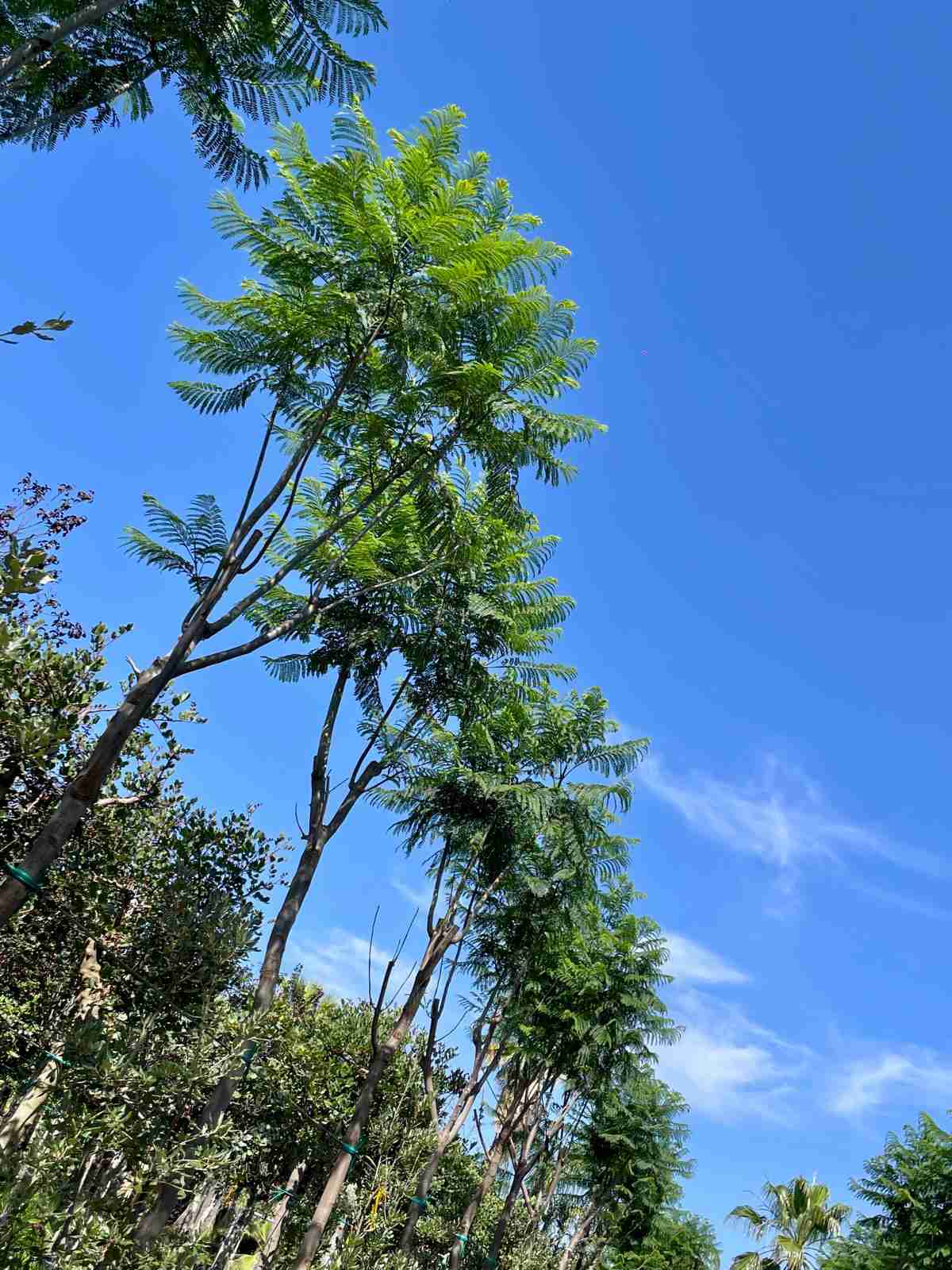 jacaranda mimosifolia - immagine 9 di 9