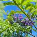 Jacaranda mimosifolia: guida alla coltivazione