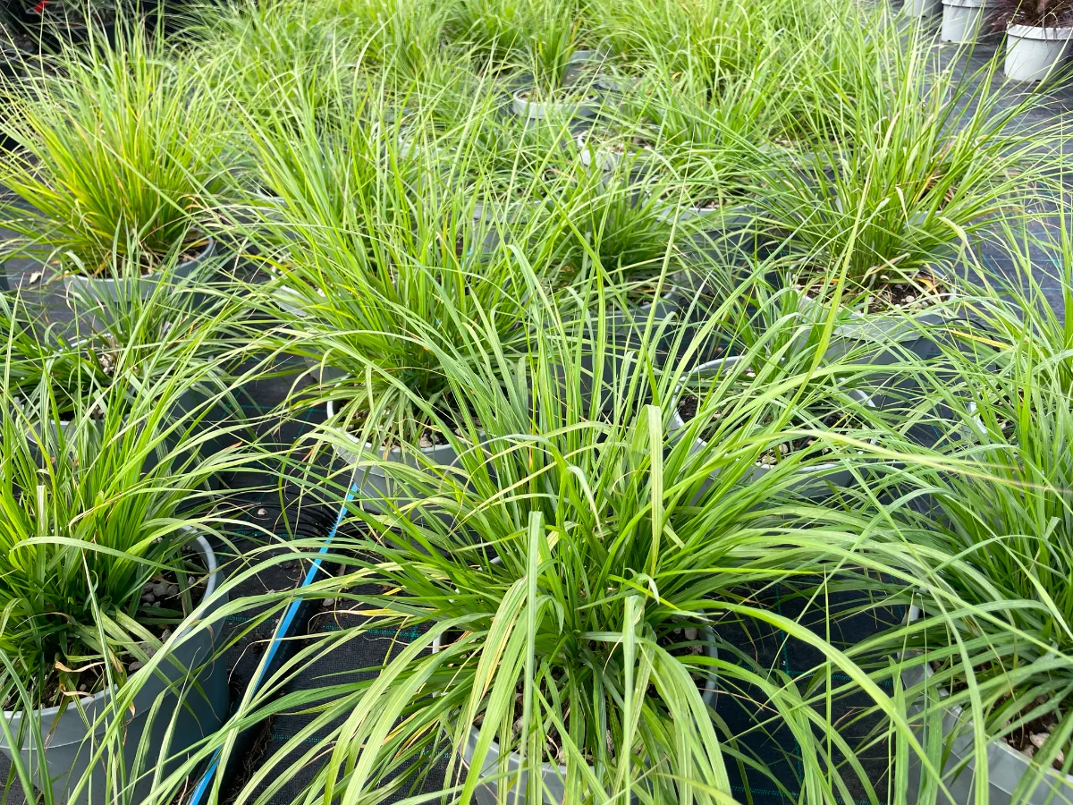pennisetum movimento texture e leggerezza