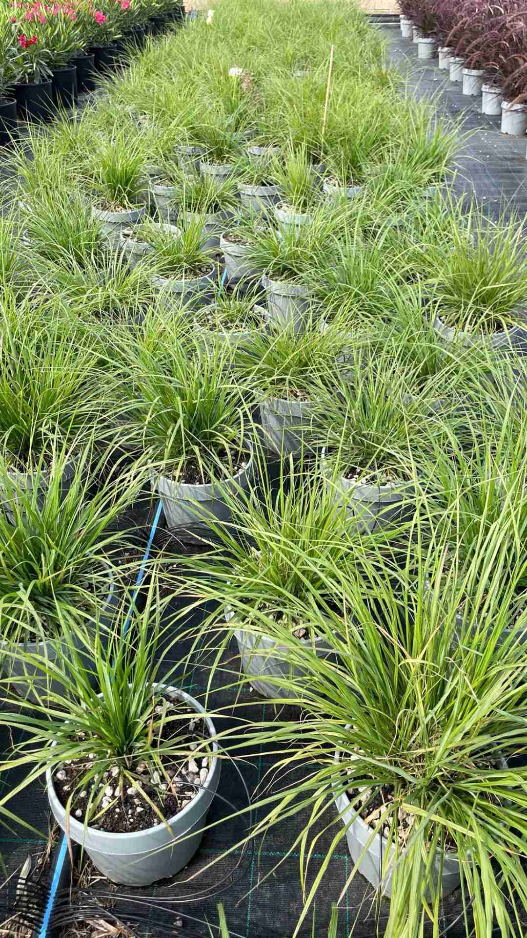 pennisetum movimento texture e leggerezza in dettaglio