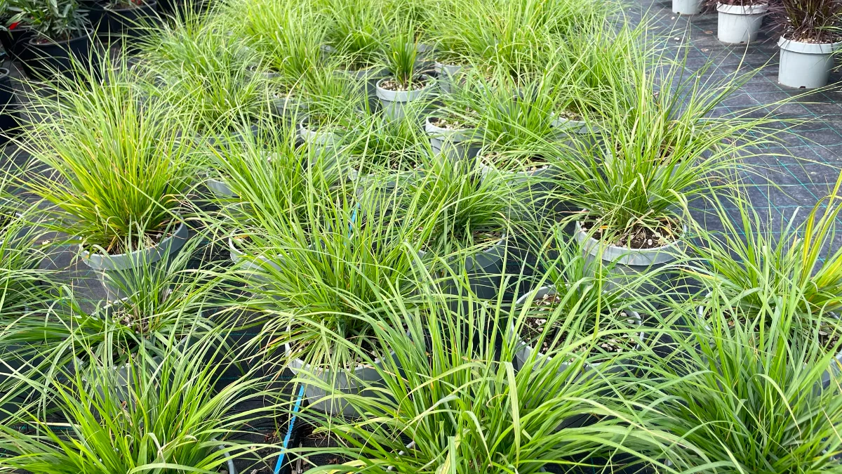 Esempio di pennisetum movimento texture e leggerezza