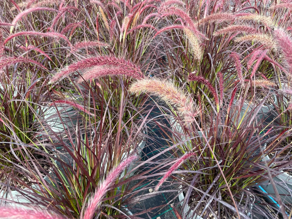 pennisetum movimento texture e leggerezza - panoramica