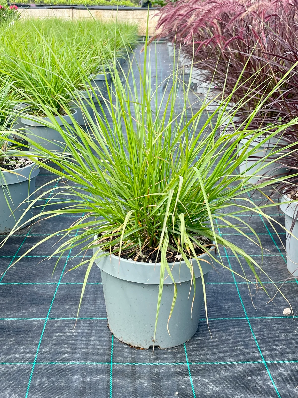 pennisetum movimento texture e leggerezza - immagine 7 di 8