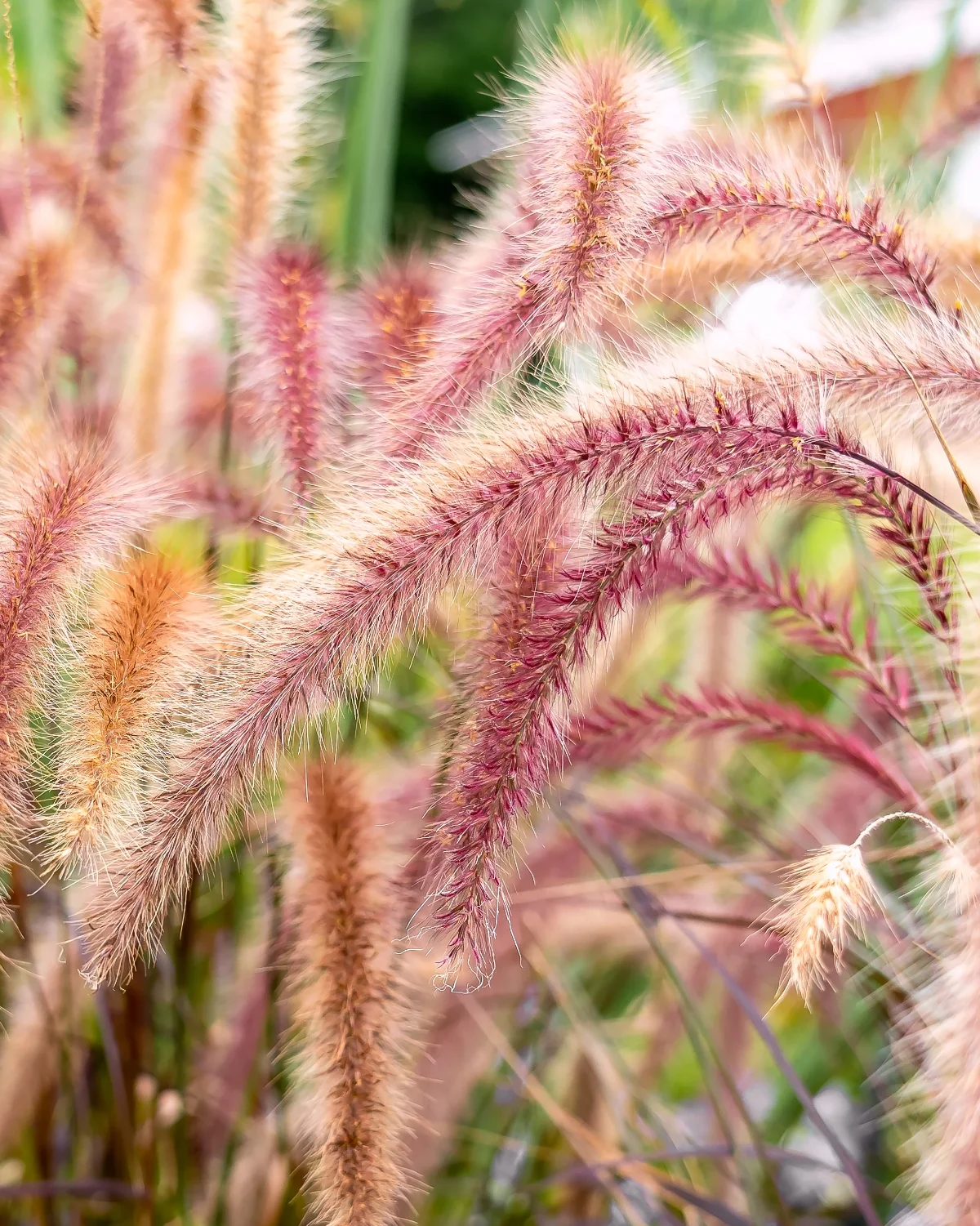 pennisetum movimento texture e leggerezza - immagine 8 di 8