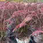 Pennisetum: movimento, texture e leggerezza nel paesaggio
