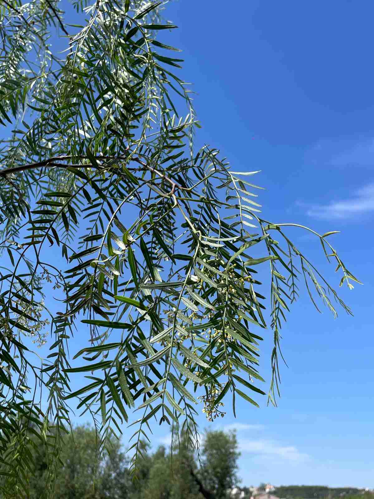 schinus molle in dettaglio
