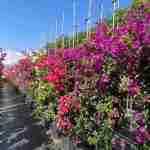Bougainvillea: coltivazione, potatura e cura in Puglia